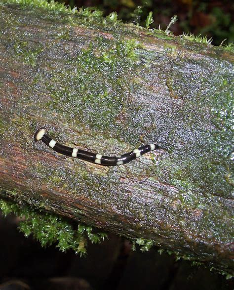 Hammerhead Flatworm Project Noah