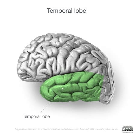 Temporal Lobe