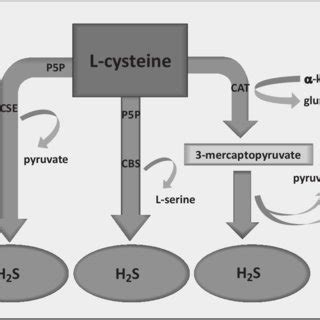 Enzymatic Pathways Of Hydrogen Sulfide H S Synthesis H S Is