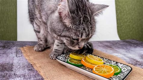 Can Cats Eat Lemon Is This Fruit Safe For Cats