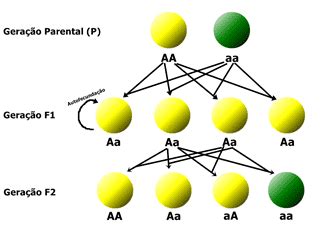 Leis De Mendel Resumo Sobre Gen Tica