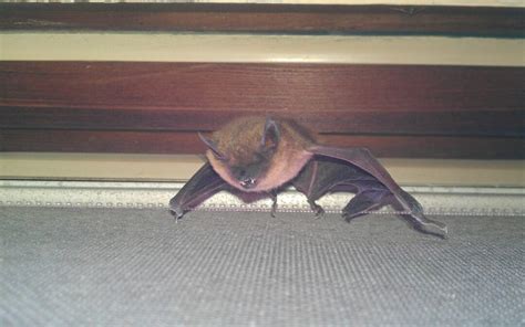 What To Do If A Bat Flies Into Your Home Triangle Wildlife Removal