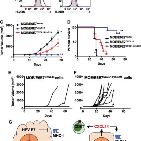 Cd T Cell Depletion Abrogates Cxcl Mediated Tumor Suppression