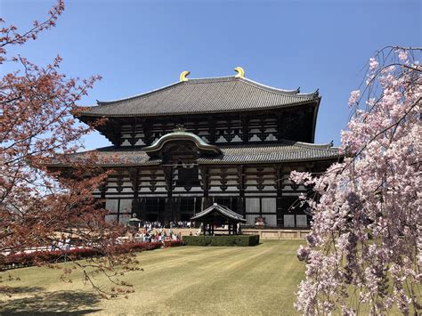 Todaiji Temple: Deer and Cherry Blossoms in Nara — The Gaijin Ghost