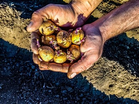 Sprouted potato tubers stock image. Image of background - 178457233