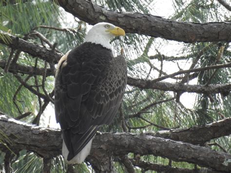 Majestic Eagle Smithsonian Photo Contest Smithsonian Magazine