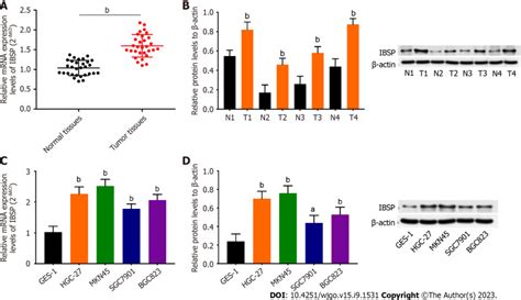 Normal Gastric Mucosal Cell Line Ges 1 Atcc Bioz