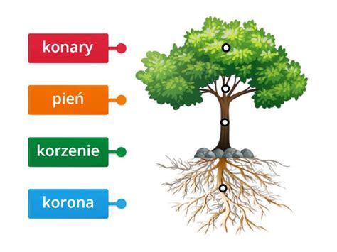 Budowa Drzewa Labelled Diagram