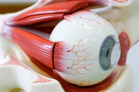 Auge Anatomie Bilder Und Stockfotos Istock