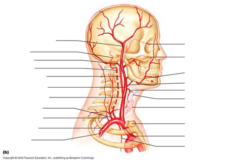 Branches Of The External Carotid Artery Diagram Quizlet