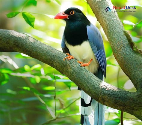 Red-billed Blue Magpie: A Kaleidoscope of Colors | Nepal Desk