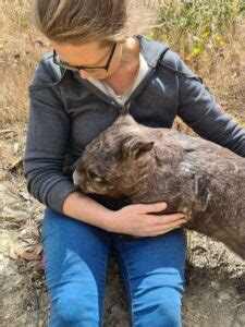 Join The Wombat Adoption Club - Wombat Awareness Organisation