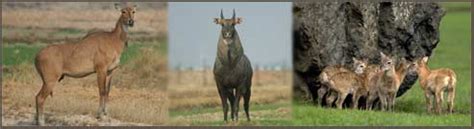 Nilgai - Neelgai Antelope, Indian Blue Bull, Blue Bull of India, Nilgai Facts - Neelgai Antelope ...