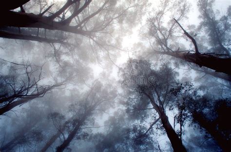 Bosque Del Eucalipto En Niebla Fotos De Stock Fotos Libres De