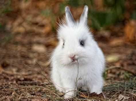 When Can Baby Rabbits Leave Their Mother Every Bunny Welcome