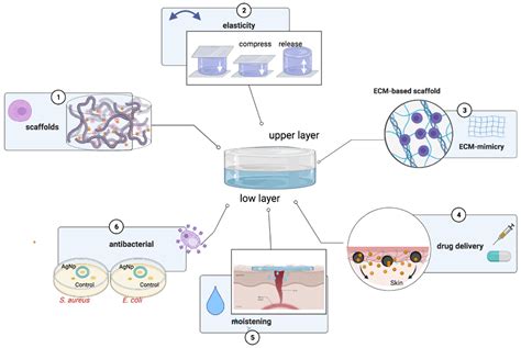 Polymers Free Full Text Bilayer Hydrogels For Wound Dressing And