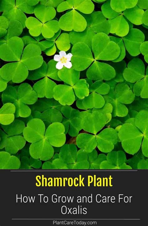 Growing The Shamrock Plant Shamrock Plant Shamrock Plant Care