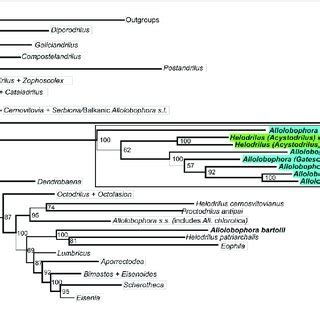 Detail Of The Phylogenetic Tree Obtained By Bayesian Phylogenetic