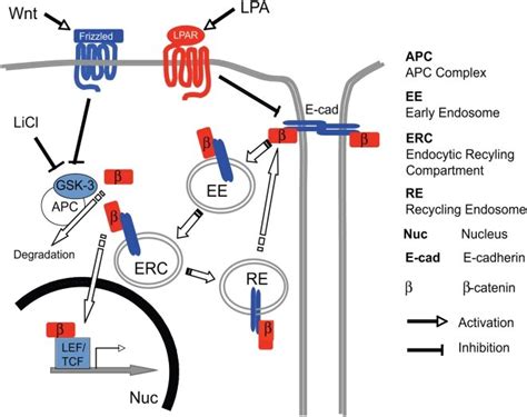 ß Catenin ß Is Recruited To Sites Of Cell Cell Interactions And Binds Download Scientific