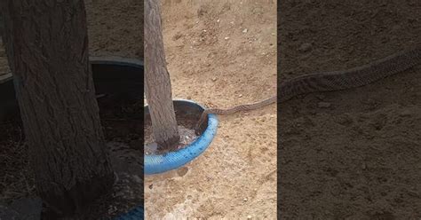 Так выглядит сушняк | Пикабу