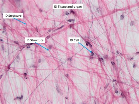 Loose Connective Tissue Under Microscope