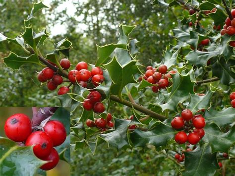 Hulst – Ilex aquifolium | Houtem Natuur Waarnemingen