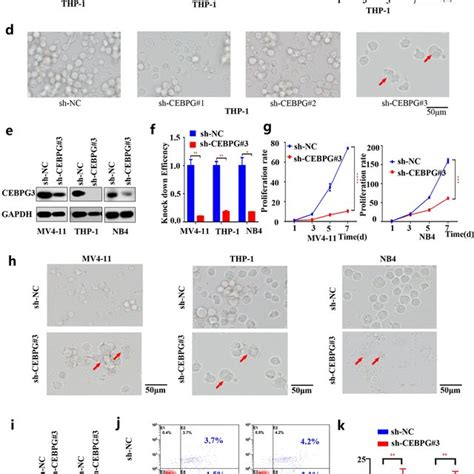 A Knockdown Efficiency Of Cebpg Was Evaluated In Thp Cell Line By