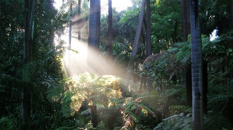 fern gully royal botanic gardens victoria
