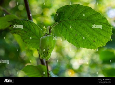 Young Hazel Green Hazelnut Nuts Grow On A Tree Stock Photo Alamy
