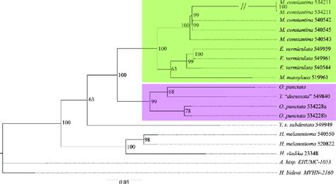 Maximum Likelihood RAxML Tree Based On The Concatenated Dataset CO1