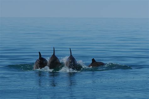 Dolphin Mating Season Begins! – National Geographic Blog