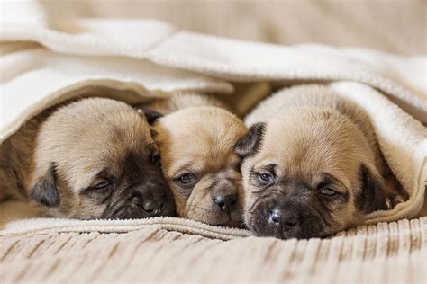 Pug Puppies Cuddling Photograph by Andrea Borden | Pixels