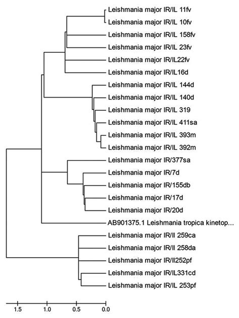 Phylogenetic Tree Of The Kdna Gene Sequences Of Leishmania Isolates