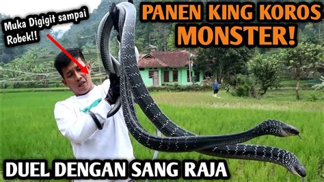 MUKA ROBEK DIGIGIT KING KOROS MONSTER SUPER GALAK DARAHNYA TERUS