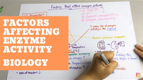 Factors Affecting The Enzyme Activity