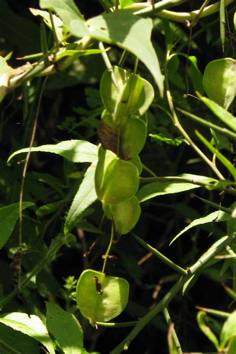 Dioscorea Deltoidea Eflora Of India