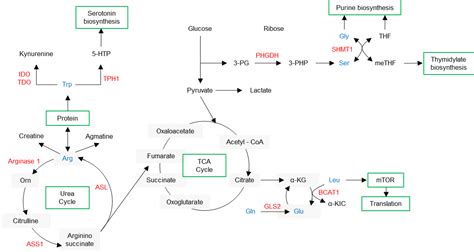 Metabolic Signaling Proteins Creative Biomart