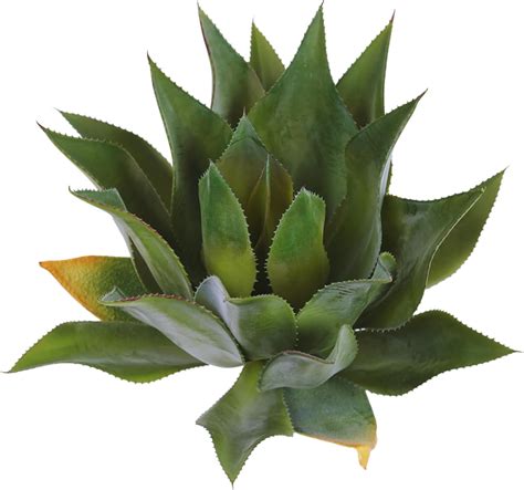 Artificial Agave Plant Faux Aesthetic Plants For Home Decor Highly