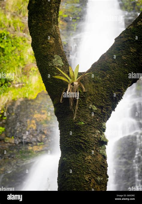 Tree And Bromeliad With Los Prieto Falls El Yunque National Forest North Of Naguabo Puerto