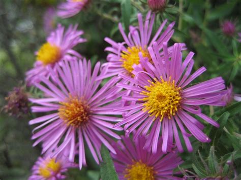 Symphyotrichum novae-angliae | Mellow Marsh Farm