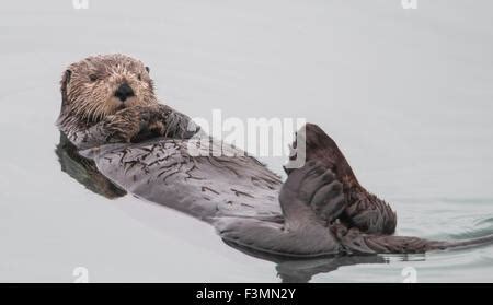 Nutria De Mar Enhydra Lutris Un Mam Fero Marino Comer Almejas En Los