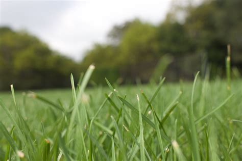 Macro Shot Of Grass Field · Foto Profissional Gratuita