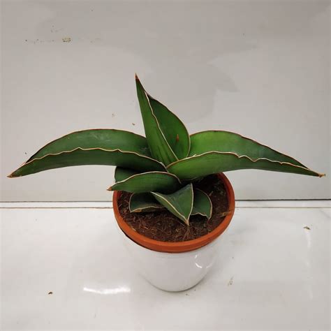 Sansevieria ‘samurai Dwarf Nurserybuy