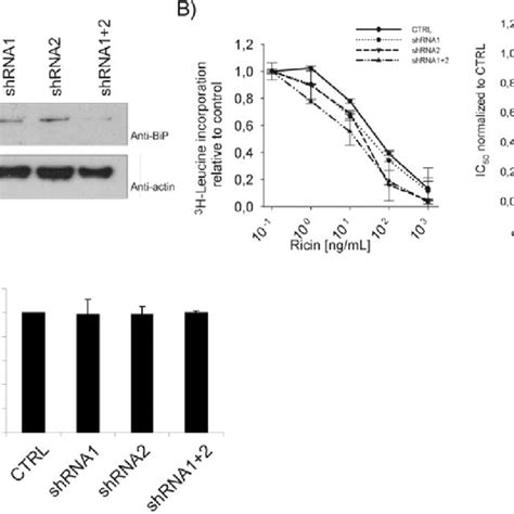 (A) Cells were transfected with a control shRNA vector or two different ...