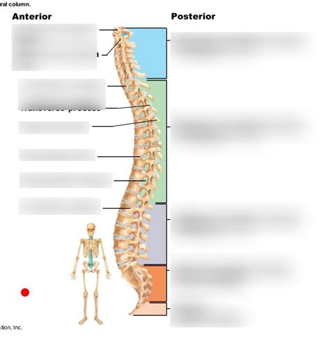 The Vertebral Column Diagram Quizlet