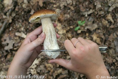 Edible Boletus Mushroom Photos Edible Boletus Images Nature Wildlife