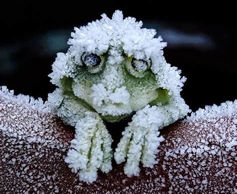 During The Cold Winters The Alaskan Wood Frog Becomes A Frog Shaped