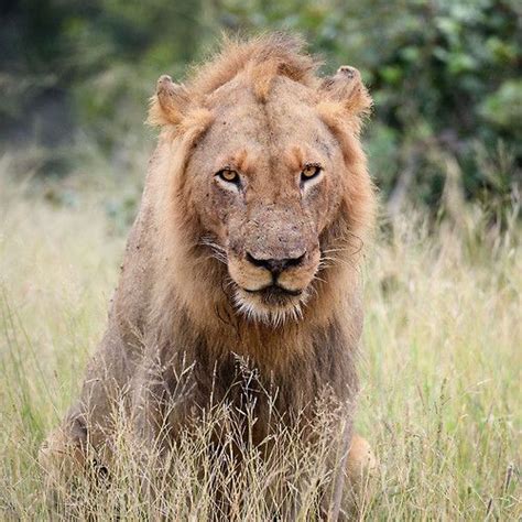 Male Lion Who Looks Like He Is Going Bald Lol Lions Photos Lion