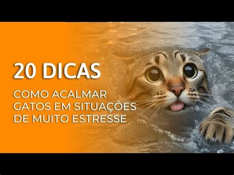 Dicas para acalmar gatos em situações de estresse como a tragédia do