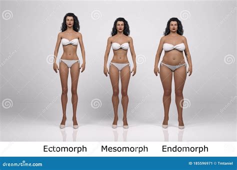 3D Render : the Portrait of Female Body Type : Ectomorph, Mesomorph ...